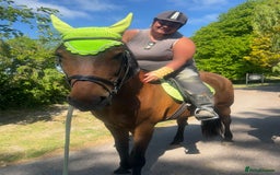 American Standardbred horses for sale: Bonnie ❤️🐴 - Image 9
