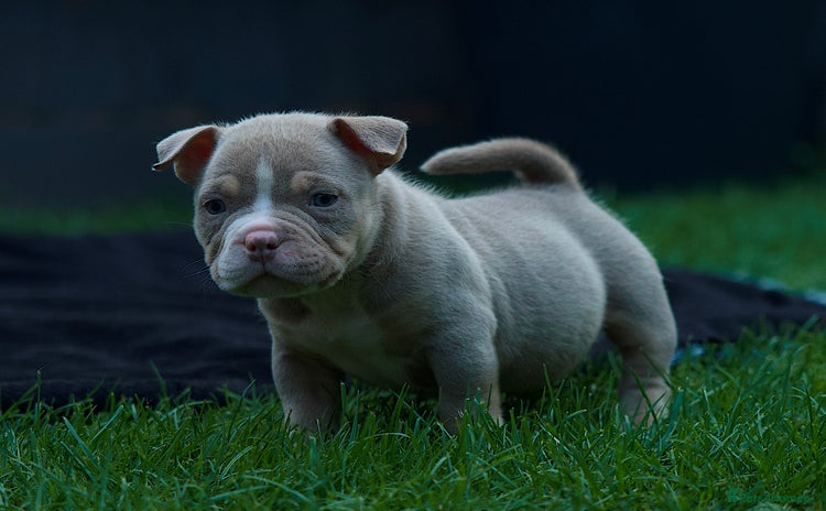 American Bully dogs - Advert 2