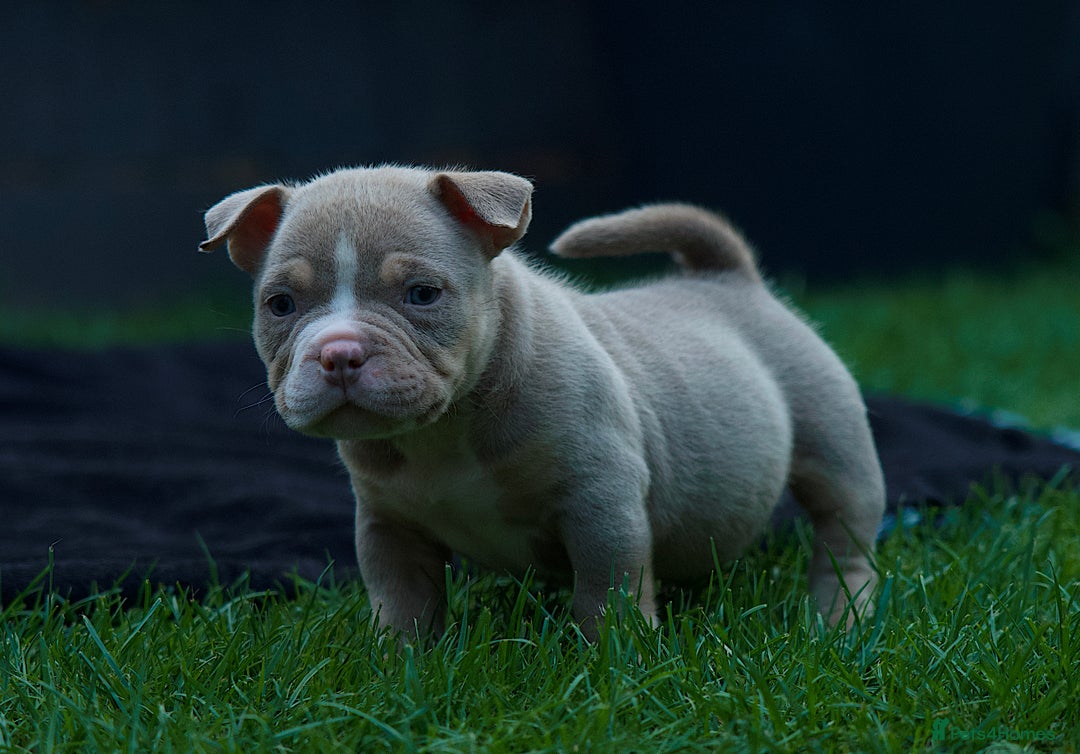 American Bully dogs for sale: Last boy left 🔥🔥🔥 - Image 6