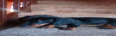 Dachshund 2