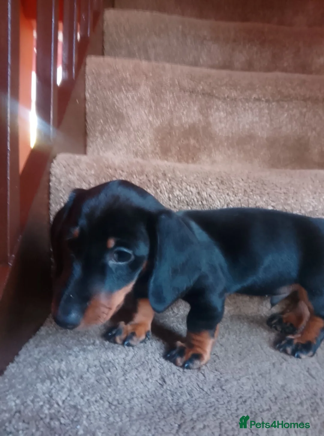 Dachshund dogs for sale: 3  Dachshund puppys looking for new family.🐶🐶🐶 - Advert 2
