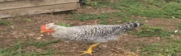 Chickens poultry for sale: Cockerels Free in Dunstable - Advert 3