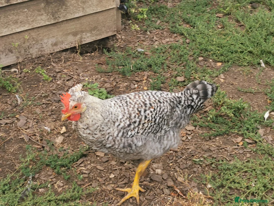 Chickens poultry for sale: Cockerels Free in Dunstable - Advert 3