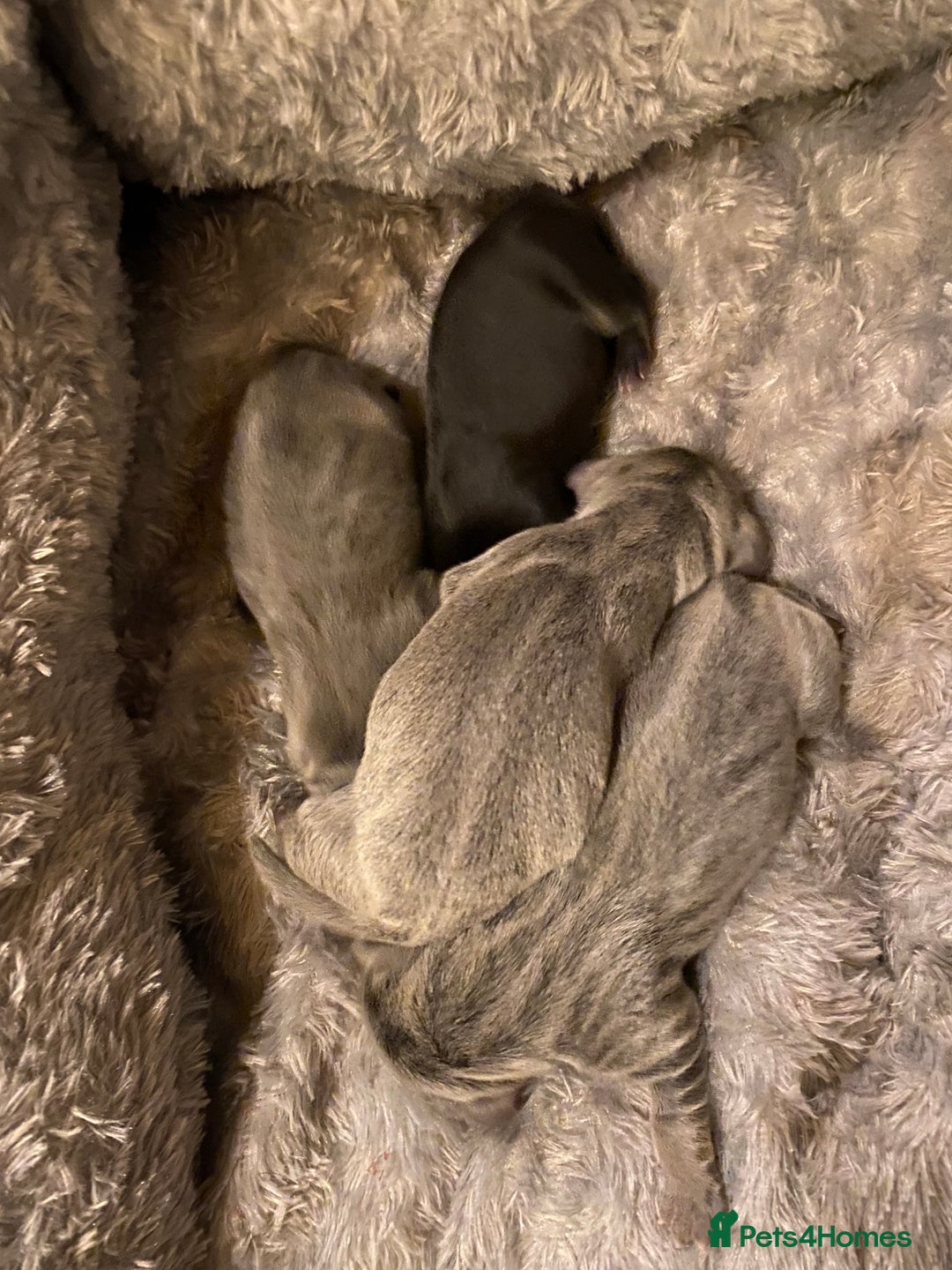 Mixed Breed dogs for sale: French bulldog x chiweenie puppies  - Advert 2