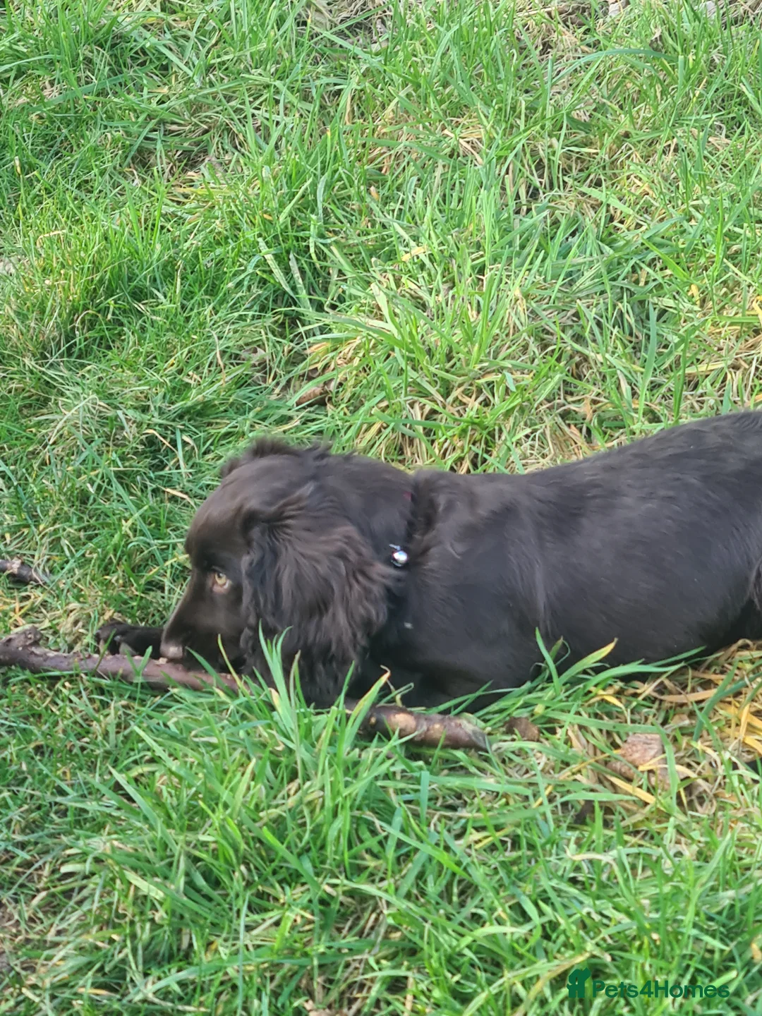 Cocker Spaniel dogs for stud: Rueben,  Cocker spaniel for stud - Advert 12