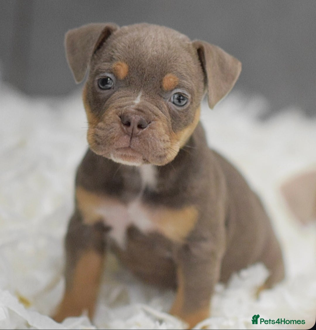 Old Tyme Bulldog dogs for sale: Why Settle for Less? 5⭐️Rated, 23 Years Experience - Image 9