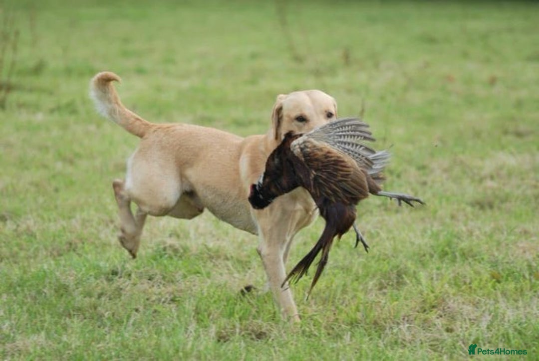 Labrador Retriever dogs for sale: Beautiful Labrador pups for sale X3 girls X3 boys - Advert 12