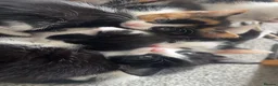 Domestic Shorthair cats for sale: Kittens needing homes asap in durham - Advert 10