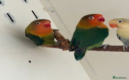 Lovebirds birds for sale: Proven breeding pair for Sale - Image 6