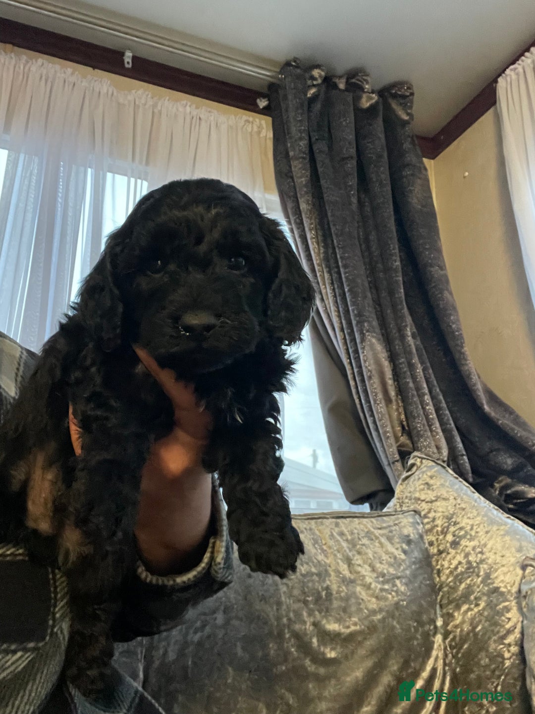 Cavapoo dogs for sale: F1b cavapoo male ready 7/12/25  - Advert 2