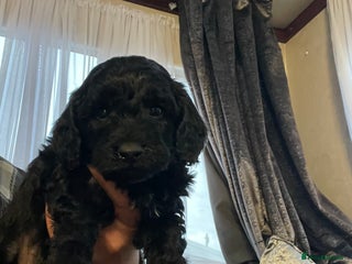 Cavapoo dogs F1b cavapoo male ready 7/12/25 - Advert 12