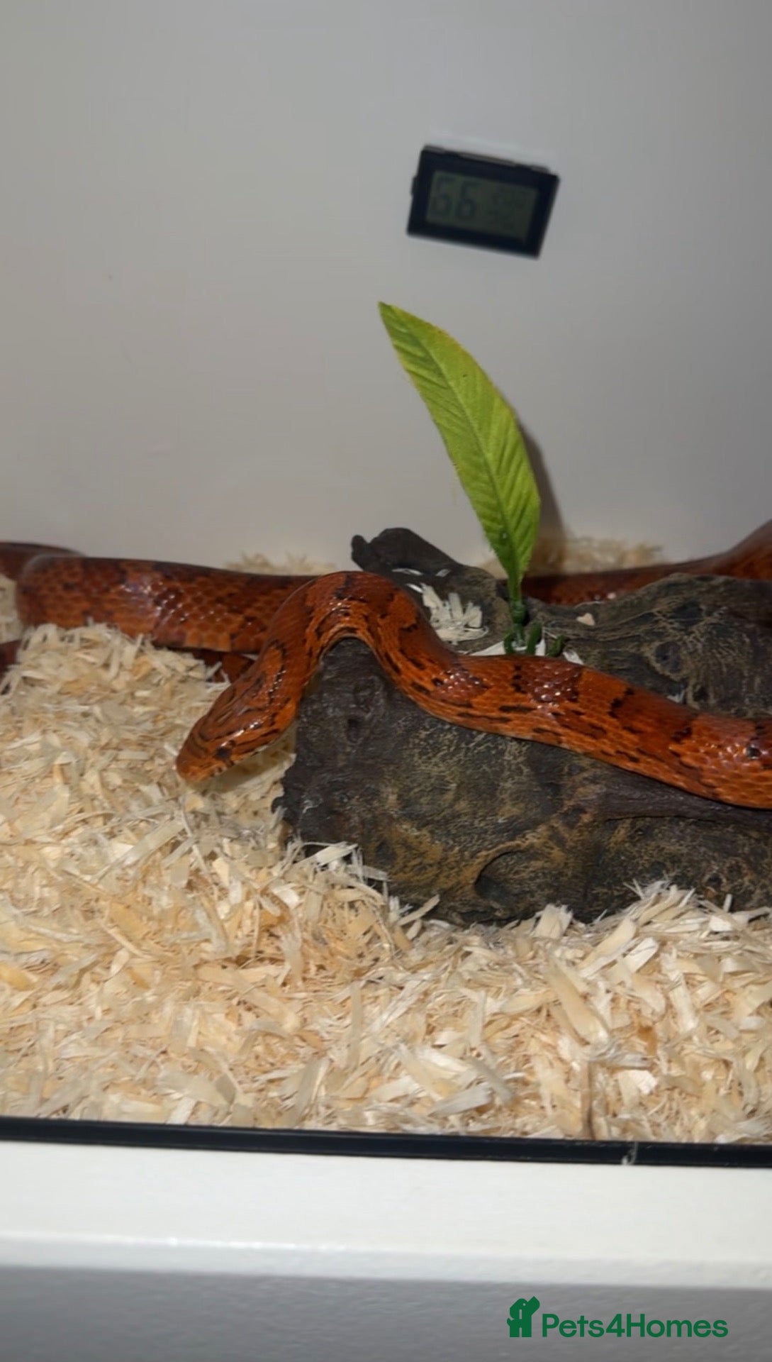 Corn Snake reptiles Corn Snake (Red) - Advert 1