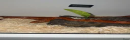 Corn Snake reptiles for sale: Corn Snake (Red) - Advert 1