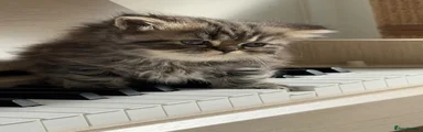 Persian 1