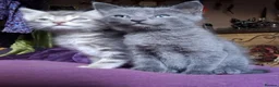 Mixed Breed cats for sale: ⭐️🐈SUPERB BENGAL X RUSSIAN BLUE 🐈⭐️ in Hatfield - Advert 7