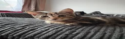 Mixed Breed cats for sale: 3 Beautiful kittens looking for a loving home❤️ - Advert 10