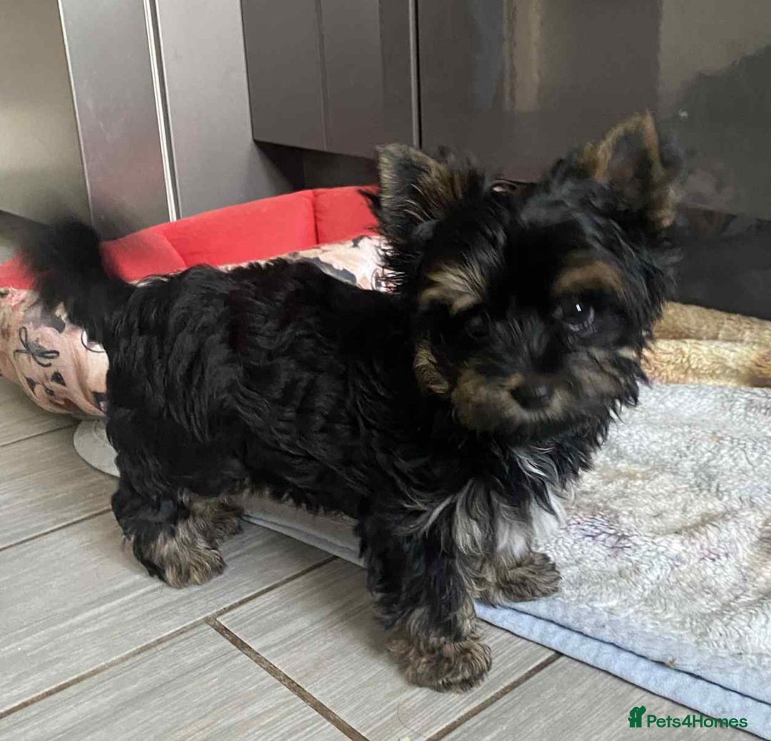 Yorkshire Terrier dogs for sale: Yorkshire Terrier Carrier- tan and black  - Image 7