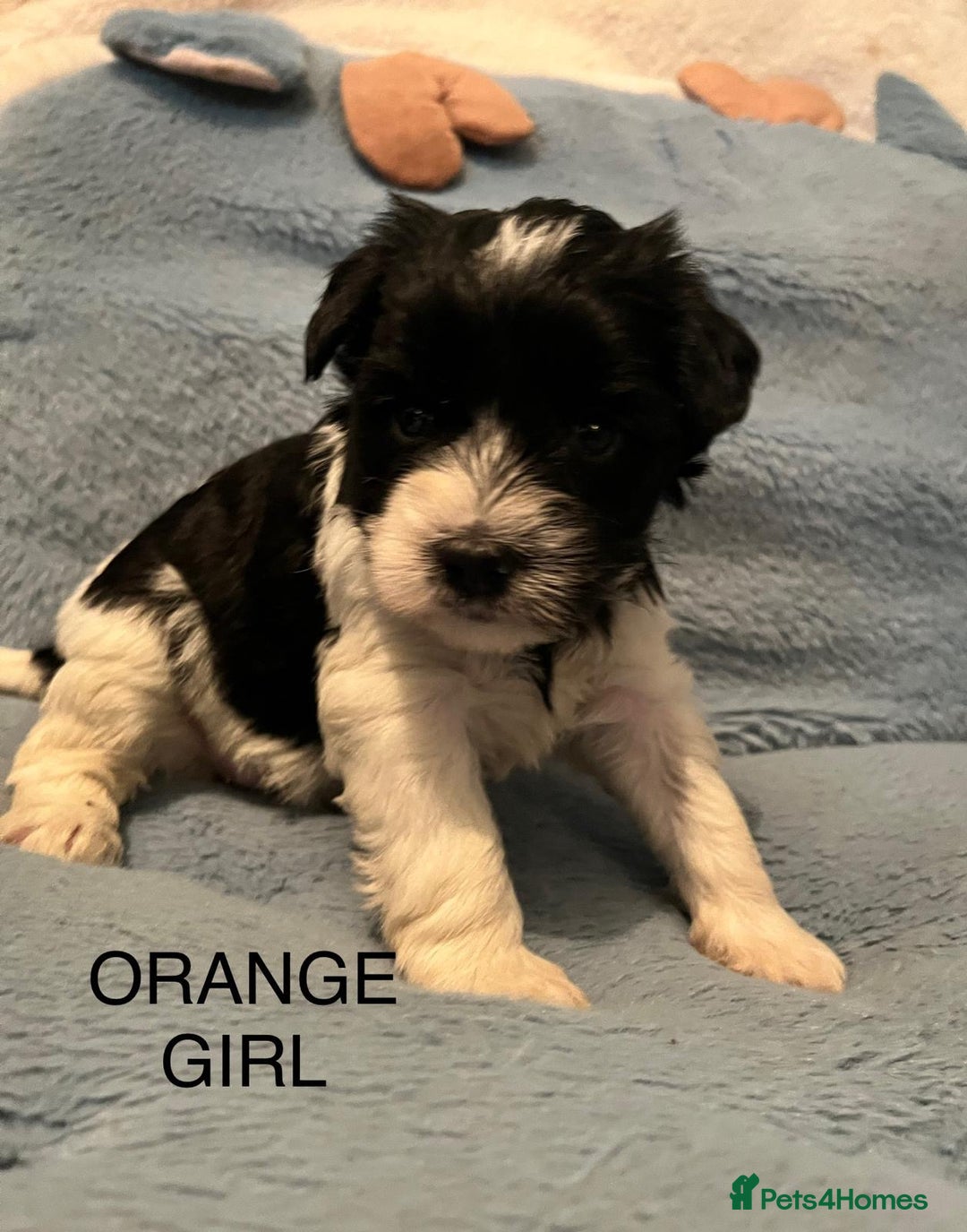 Miniature Schnauzer dogs for sale: OMG ❤️RARE  PEDIGREE PARTI MINIATURE SCHNAUZER  - Advert 34
