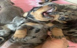 Dachshund dogs for sale: Dashounds  - Image 2