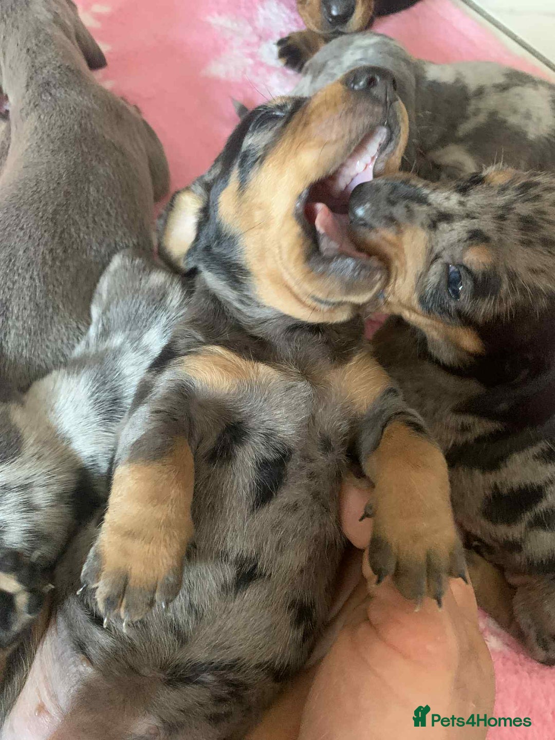Dachshund dogs for sale: Dashounds  - Image 2