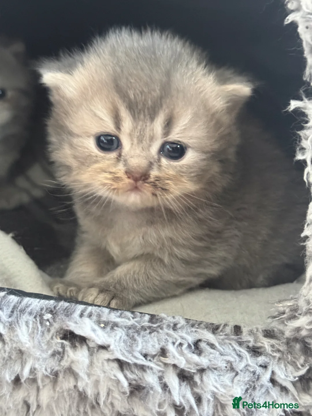 British Shorthair cats for sale: Pure Pedigree British Shorthair Kittens - Advert 2
