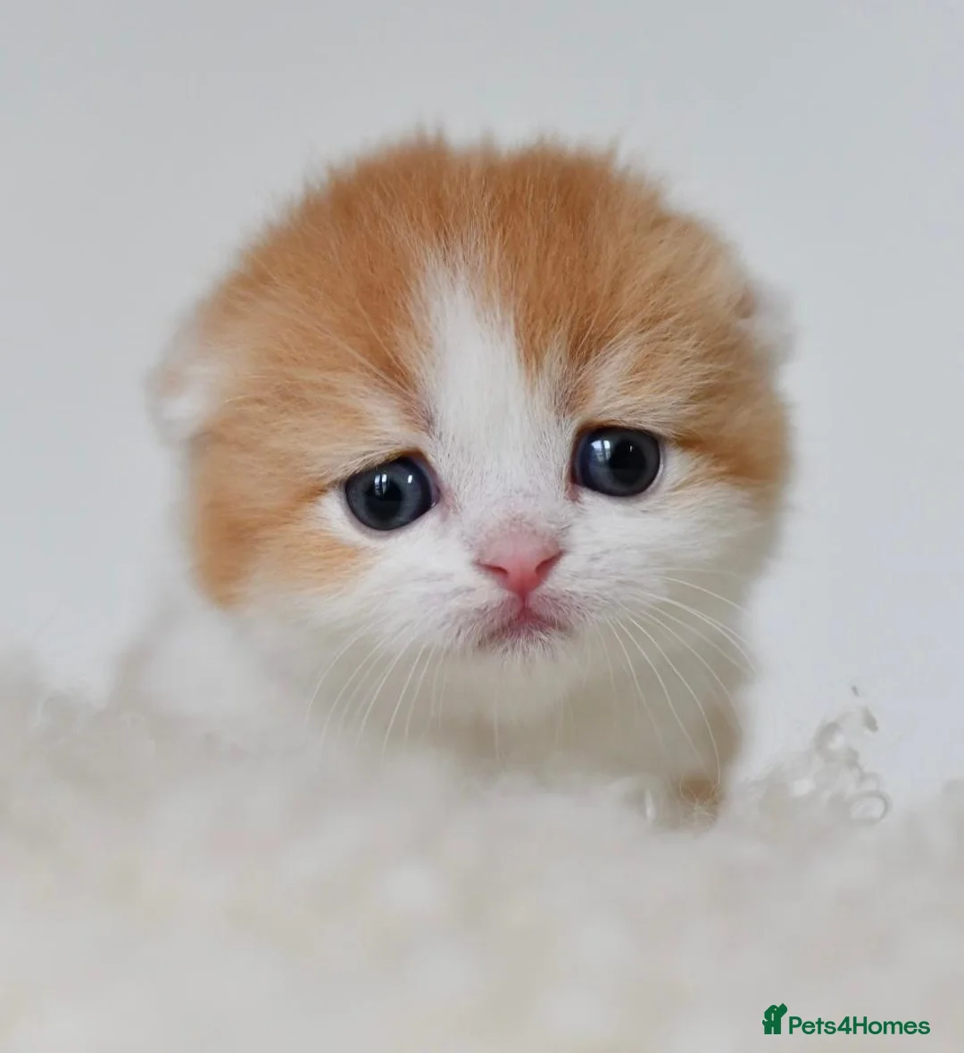 Scottish Fold cats for sale: LICENSED CATTERY PURE BREED TOP QUALITY KITTENS - Advert 1