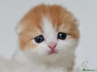 Scottish Fold cats LICENSED CATTERY PURE BREED TOP QUALITY KITTENS - Advert 3