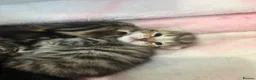 British Shorthair cats for sale: 5 tabby kittens 2 fluffy 3 short hair  - Advert 13
