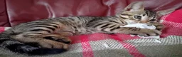 Bengal cats for sale: Bengal Kittens: Princess, Hunter & Friend - Advert 36