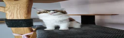 Maine Coon cats for sale: Jasmine TitaniumCat - last kitten ❤️❤️❤️  - Advert 5