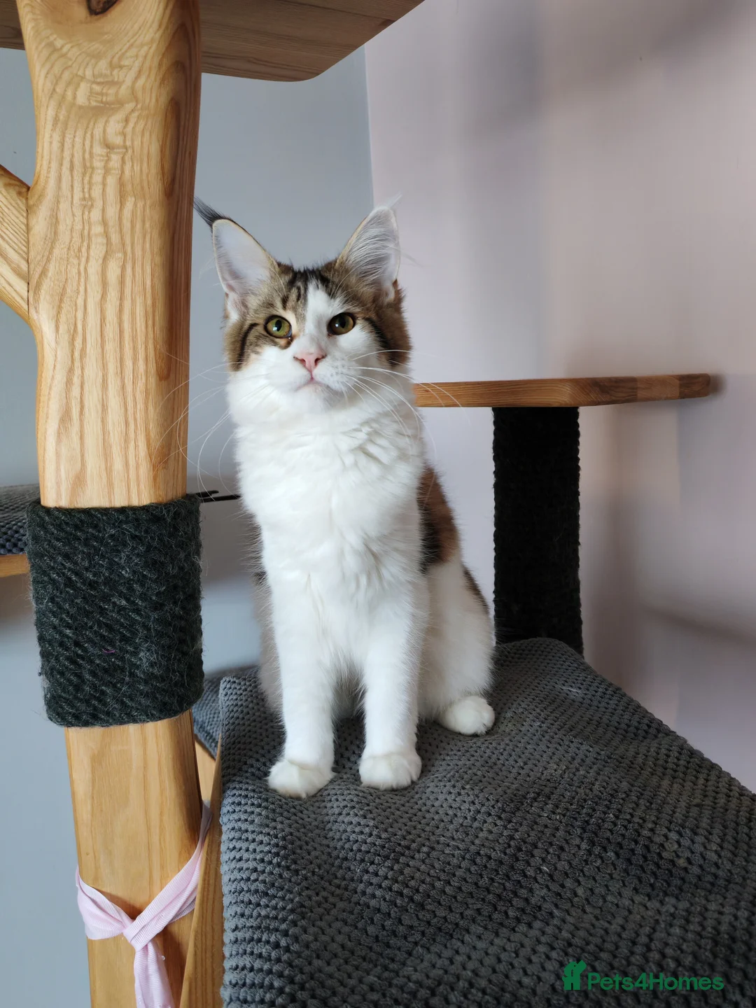 Maine Coon cats for sale: Jasmine TitaniumCat - last kitten ❤️❤️❤️  - Advert 5