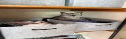 Bengal cats for sale: Bengal cat looking for a loving forever home in London - Advert 7