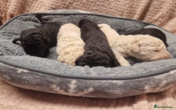 Goldendoodle dogs for sale: Quality goldendoodle puppies  - Image 9