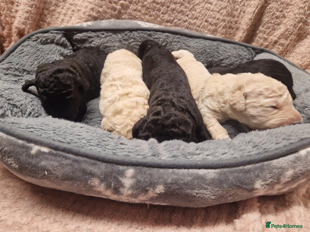 Goldendoodle dogs for sale: Quality goldendoodle puppies  - Image 9