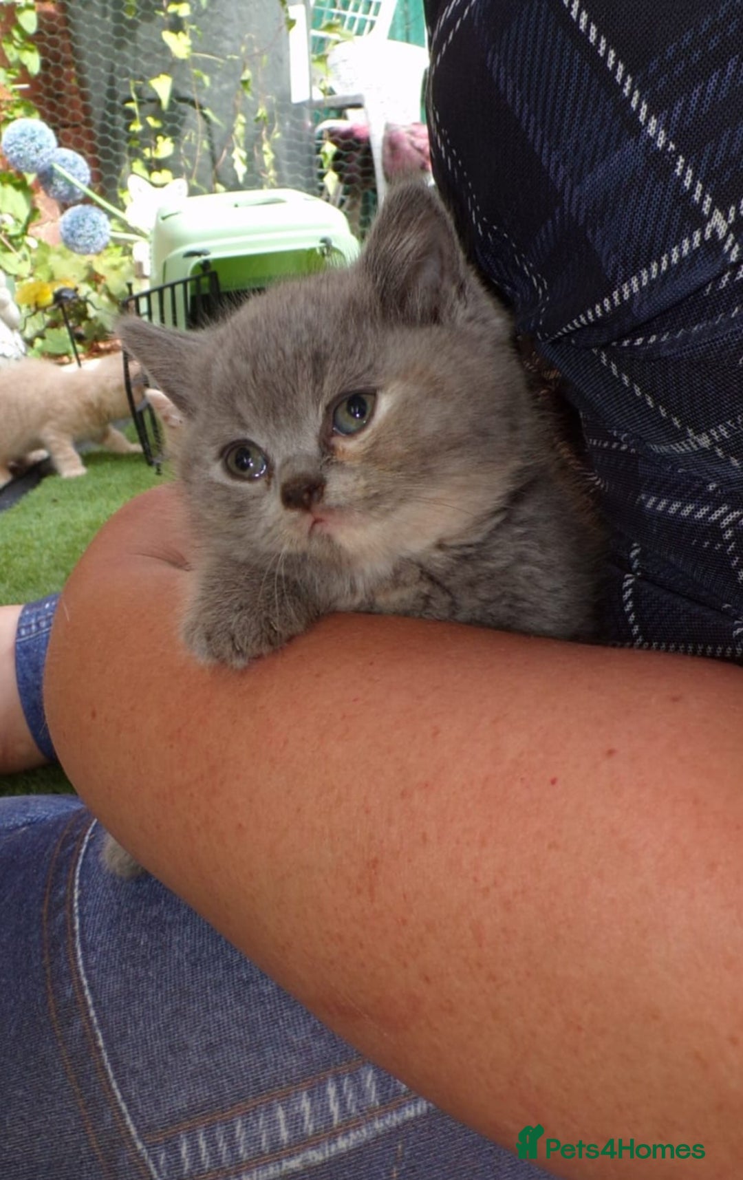 British Shorthair cats for sale: ✨️ Fun Loving Furball BSH Kittens ✨️ - Image 23