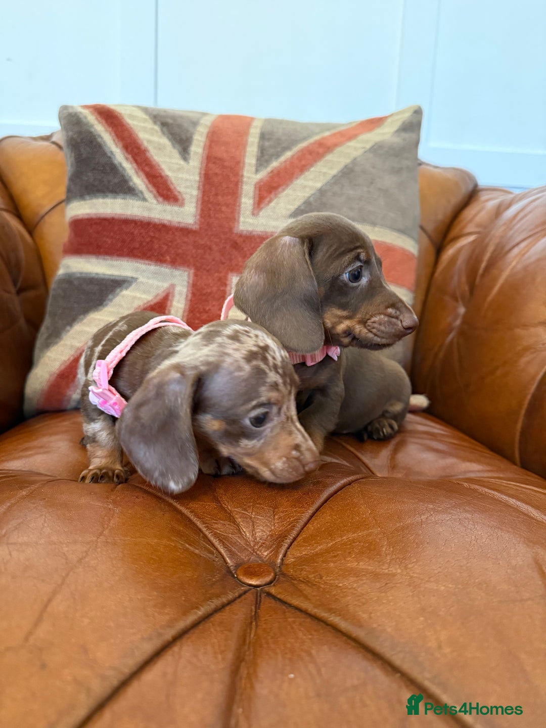 Miniature Dachshund dogs for sale: Beautiful Miniature Dachshunds 5 ⭐ License Breeder - Advert 17