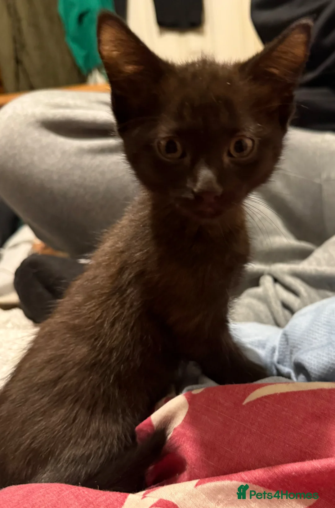 Mixed Breed cats for sale: Cretan wildcat/domestic shorthair  - Advert 14