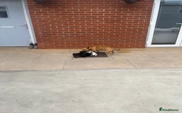 Jack Russell dogs for sale: Jack russsell puppy’s for sale small type - Image 6