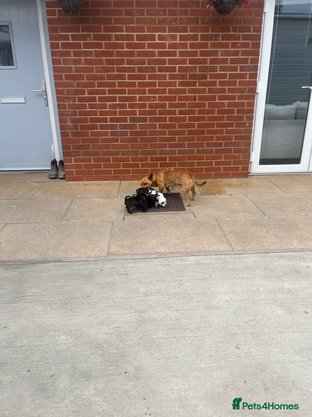Jack Russell dogs for sale: Jack russsell puppy’s for sale small type - Image 6