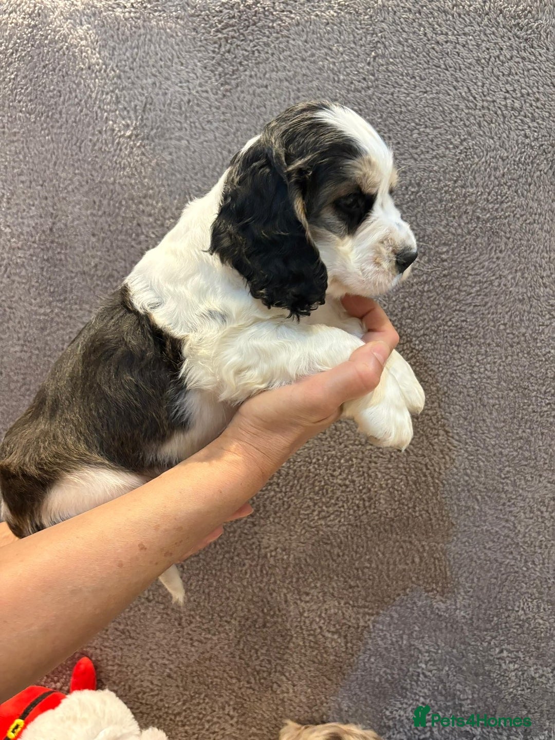 Cocker Spaniel dogs for sale: Pedigree show kc parents DNA health tested    - Advert 15