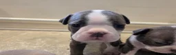 Boston Terrier dogs for sale: Health-Tested KC Registered Boston Terrier Puppies in Salford - Advert 27