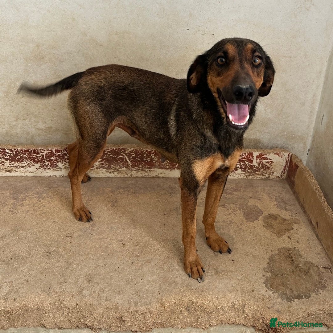 Mixed Breed dogs for adoption: Scout (Small Shepherd/Hound mix) - Image 8