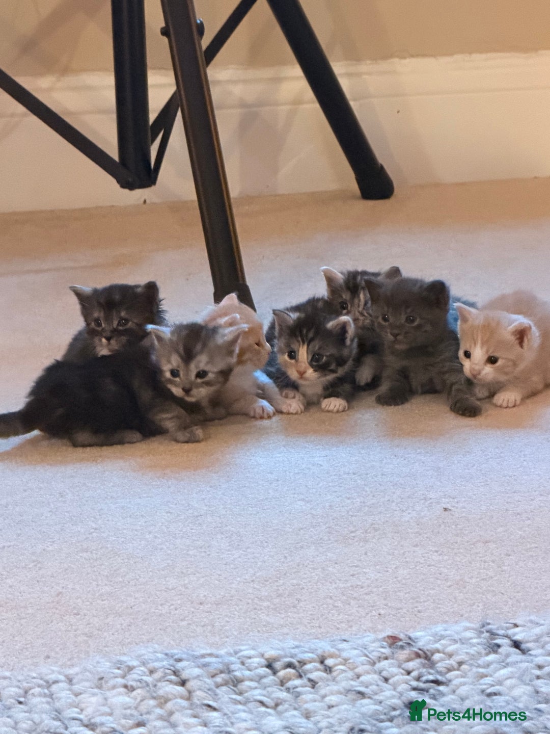 Maine Coon cats for sale: Maine Coon Cross kittens - Advert 14