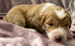 Labradoodle dogs for sale: Labradoodles for Sale! - Image 16