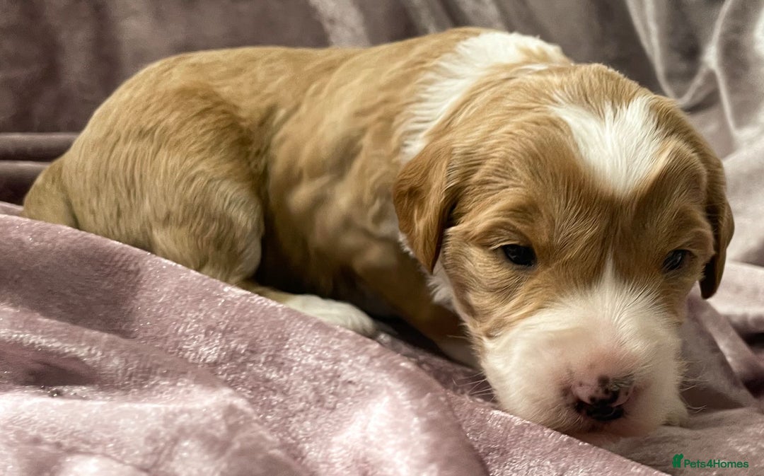 Labradoodle dogs for sale: Labradoodles for Sale! - Image 16