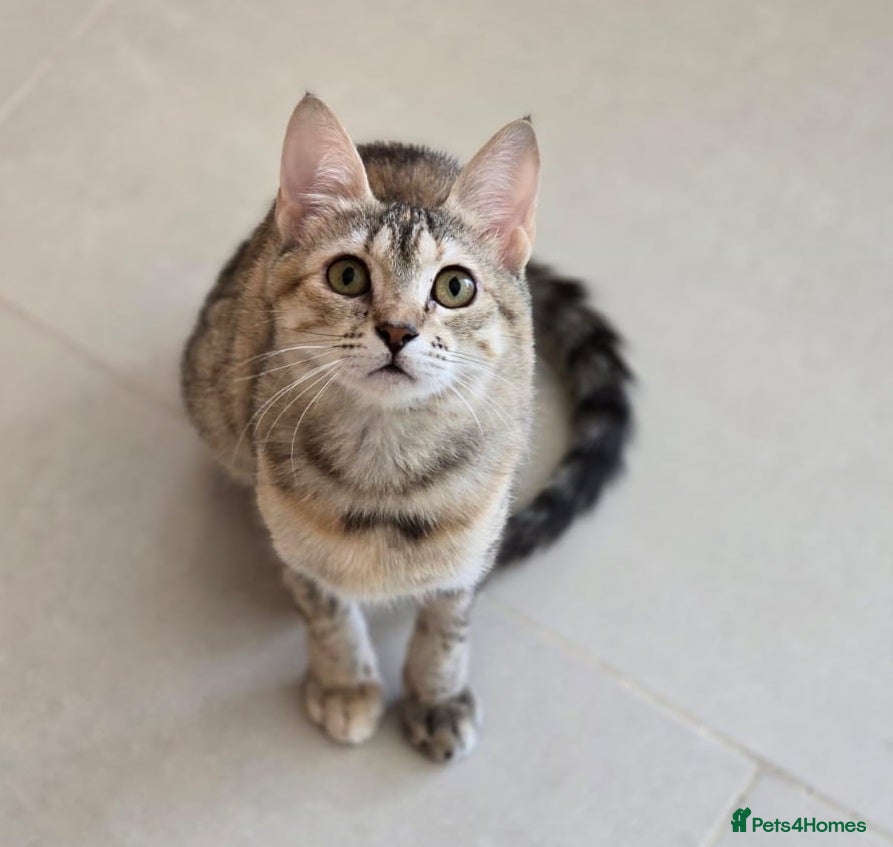 Mixed Breed cats [Indoors Only] Noxie - A bundle of joy and energy! - Advert 1