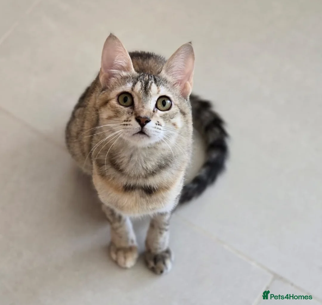 Mixed Breed cats for adoption: [Indoors Only] Noxie - A bundle of joy and energy! - Advert 1