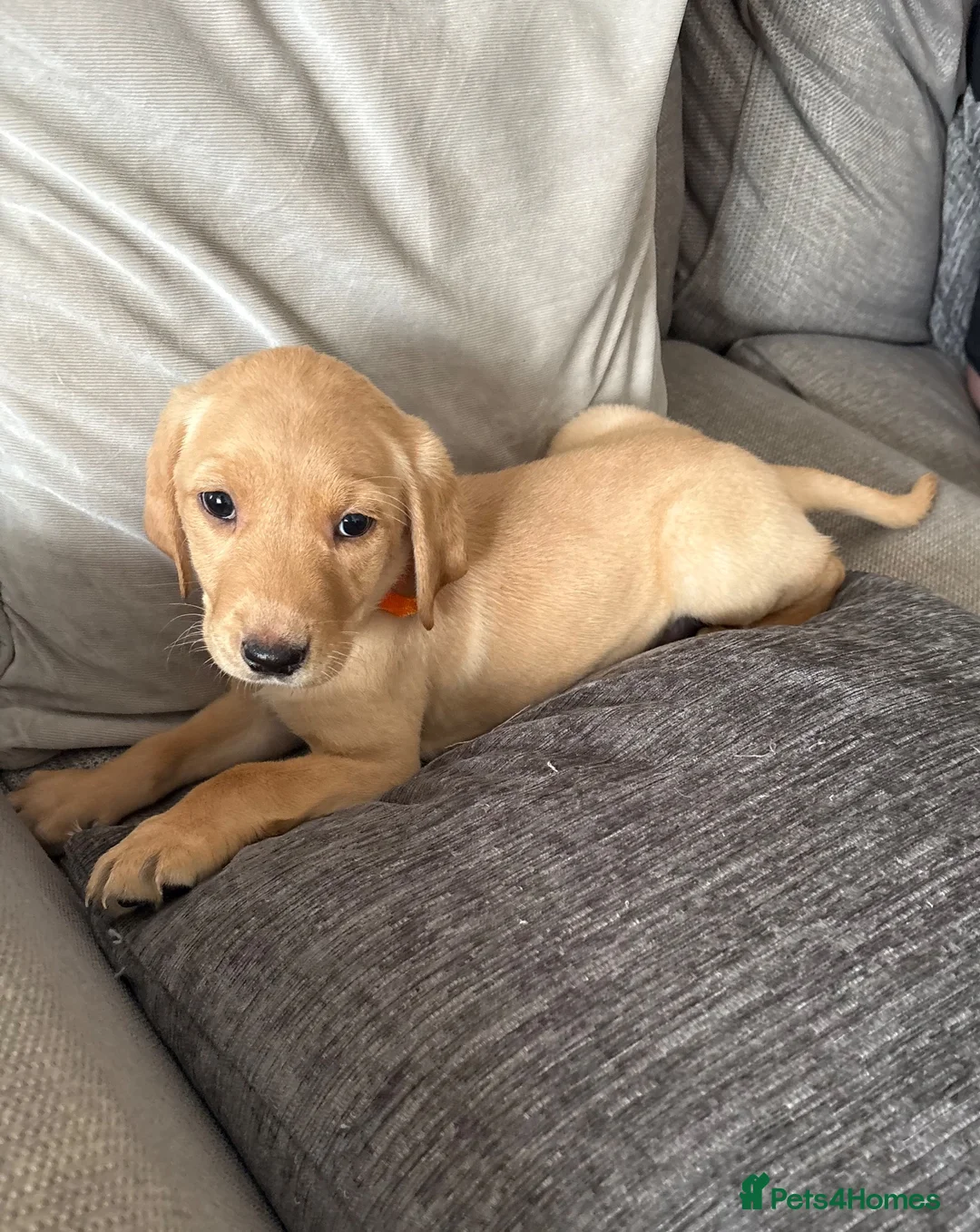 Labrador Retriever dogs for sale: 6 KC Registered Labrador Pups 3 Left !! - Advert 2