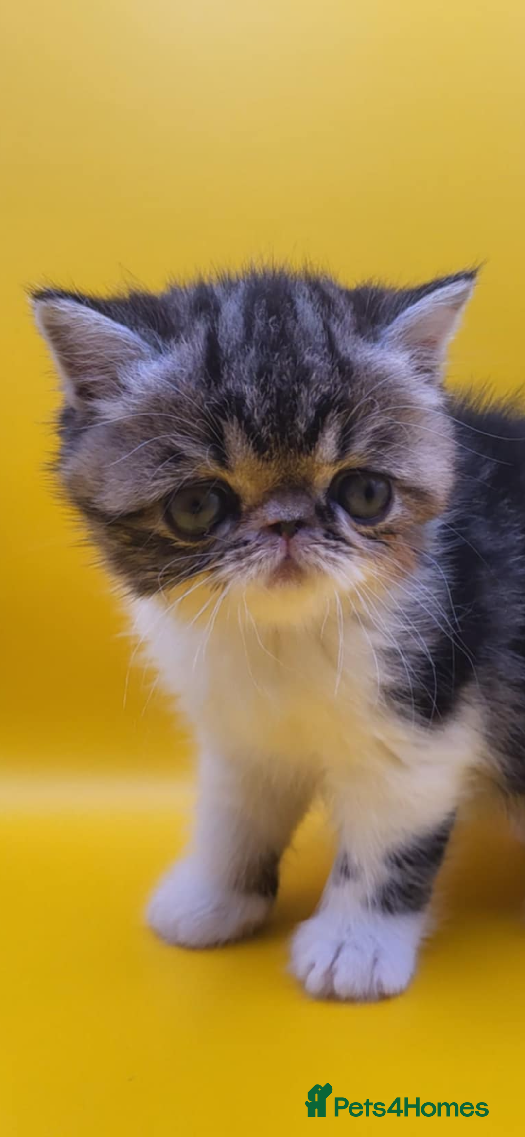 Exotic cats for sale: Exotic kittens  - Advert 9