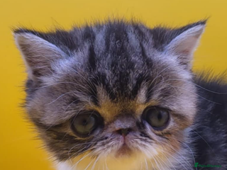 Exotic cats Exotic kittens - Advert 2